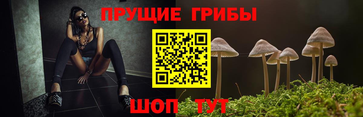 Бийск  Псилоцибиновые грибы Psilocybine cubensis  Вход с VPN 